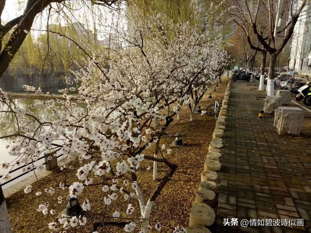 散文思念春天,散文思念精选朗读