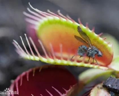 科普盘点捕虫子的植物,所有捕虫植物介绍