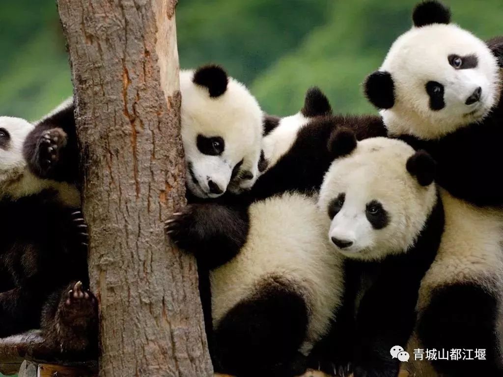 都江堰熊猫谷里的国宝,都江堰市大熊猫国家公园