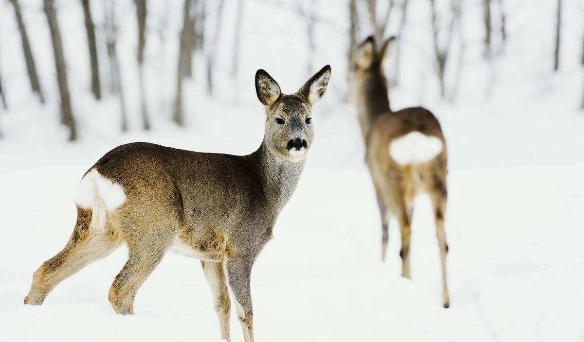 狍子被称为东北第一神兽,东北神兽狍子真的傻吗