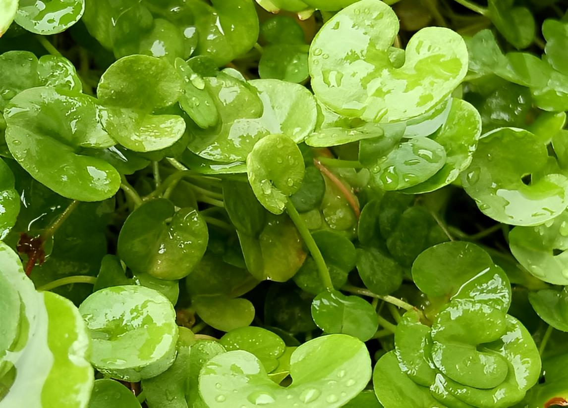 俗名是“肝炎草”，又名马蹄金，你若遇到记得爱护，如今稀少可贵