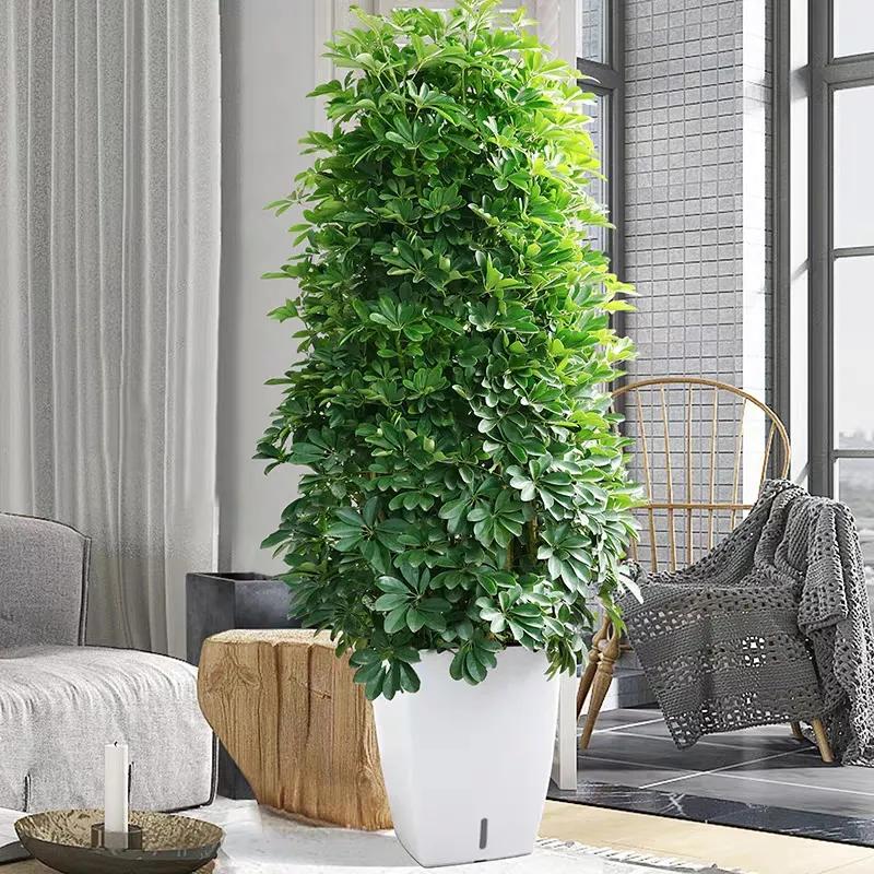 客厅养四种富贵花,家中盆栽什么树好养旺财