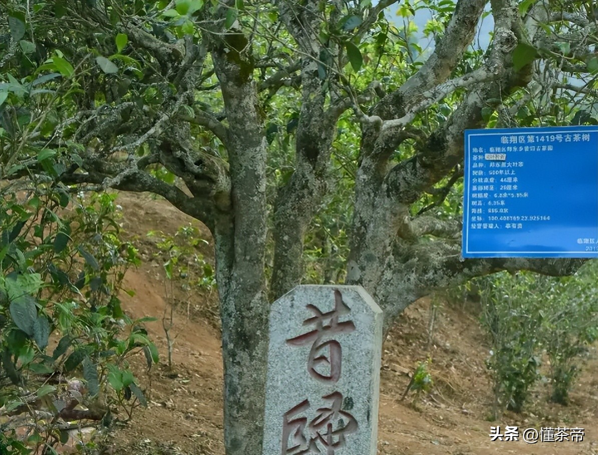 云南古树茶年龄最大的茶树,云南十大古树茶排名