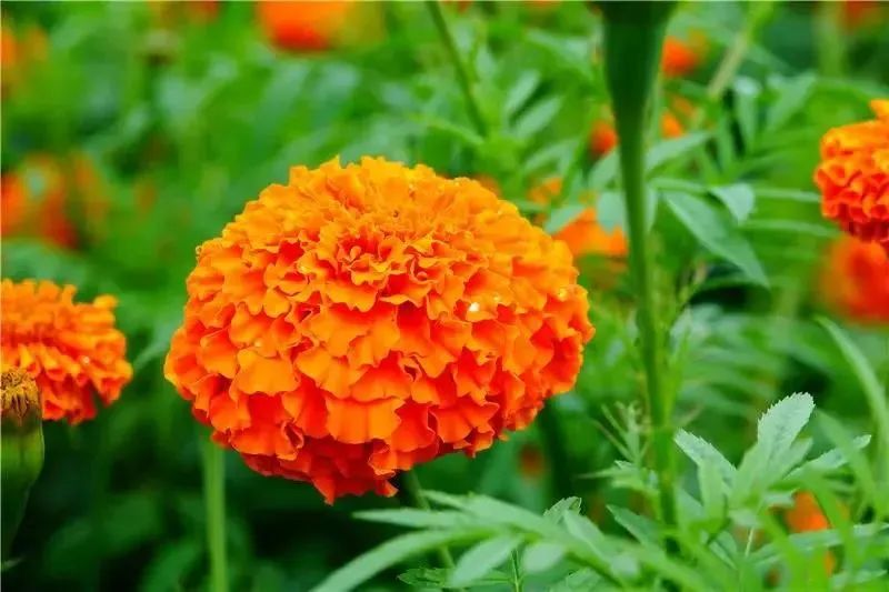 有一种生活叫做云南的生活,有一种叫云南的生活原文