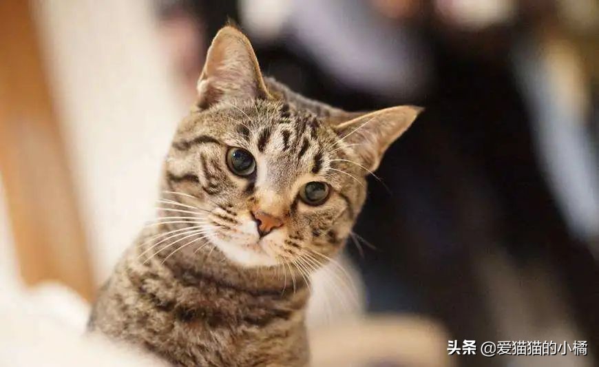 超实用干货铲屎官入门必备,新手铲屎官如何快速讨猫欢喜