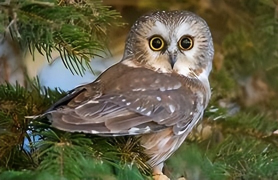 动物在生态系统中的作用习题试卷,动物在生态系统中的作用