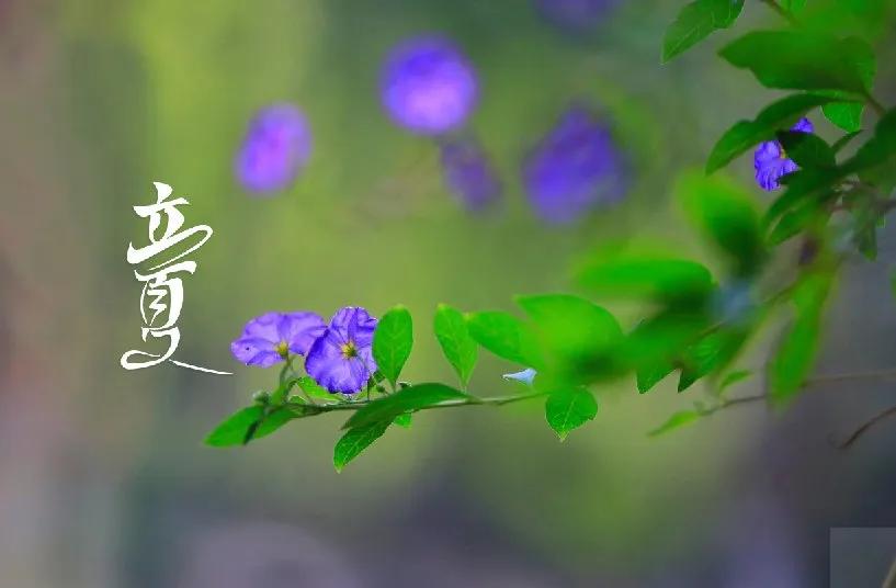 经典立夏祝福图片,立夏快乐图片祝福语