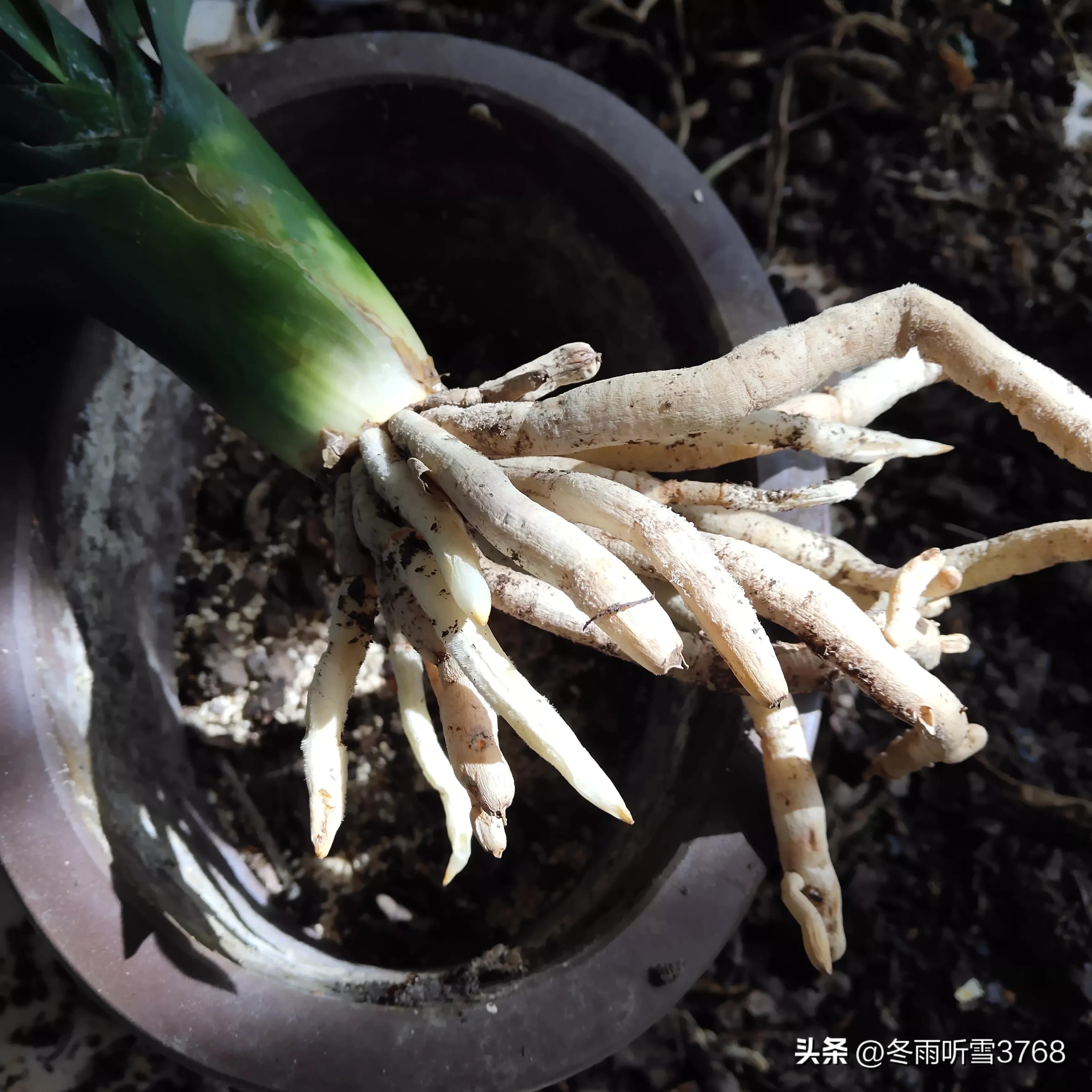 君子兰秋季换盆的最佳时间,现在是秋季君子兰换盆可以吗