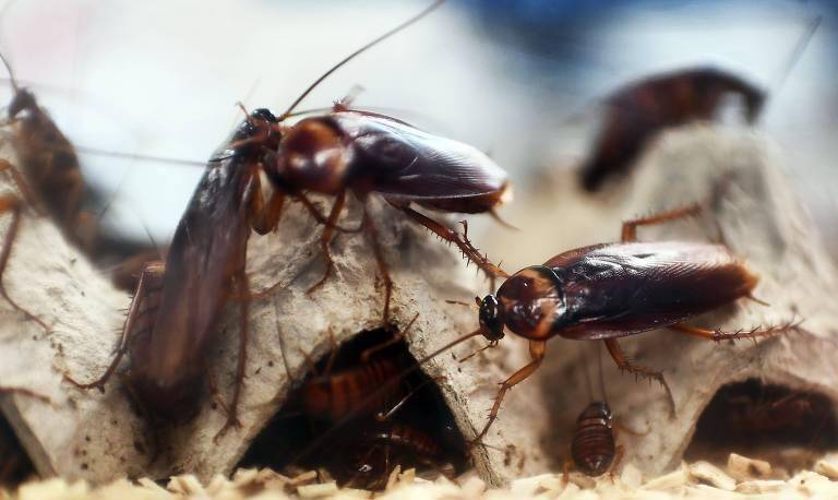 餐厨垃圾养殖蟑螂怎么拿补贴,山东养殖蟑螂解决餐厨垃圾