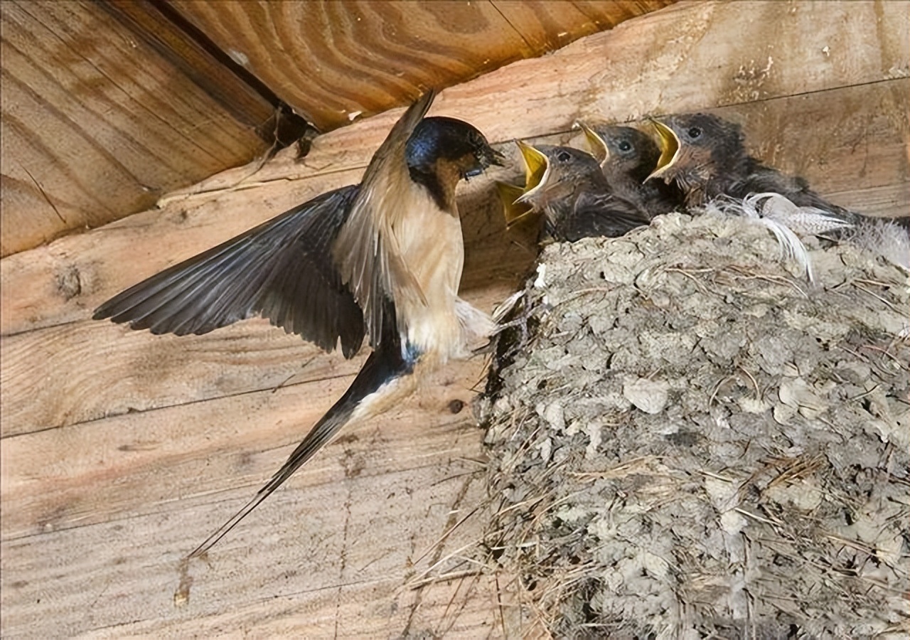 燕子筑巢被人看见,老人说燕子筑巢