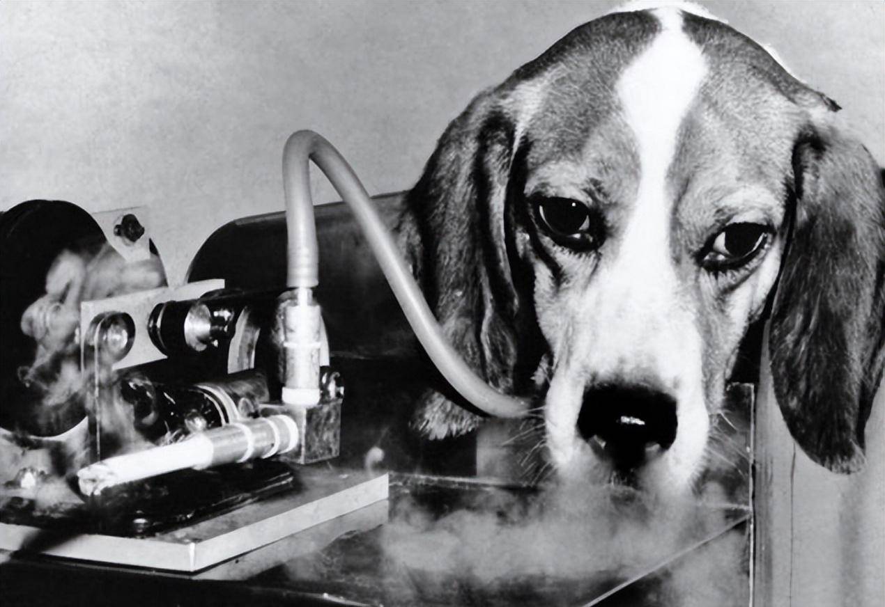 为证明吸烟无害，英国*草烟**公司让1只狗狗每天吸食30支烟，坚持3年