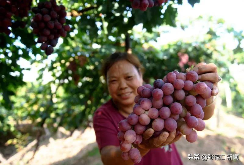 河北涿鹿葡萄种植,河北怀来葡萄种植基地