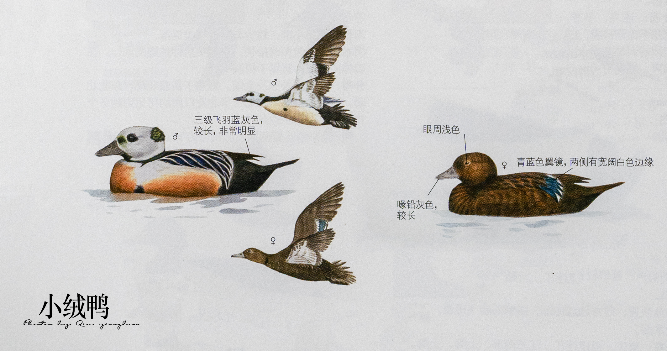 涓滄睙鎻借儨,涓滄睙鎻借儨楦熺被