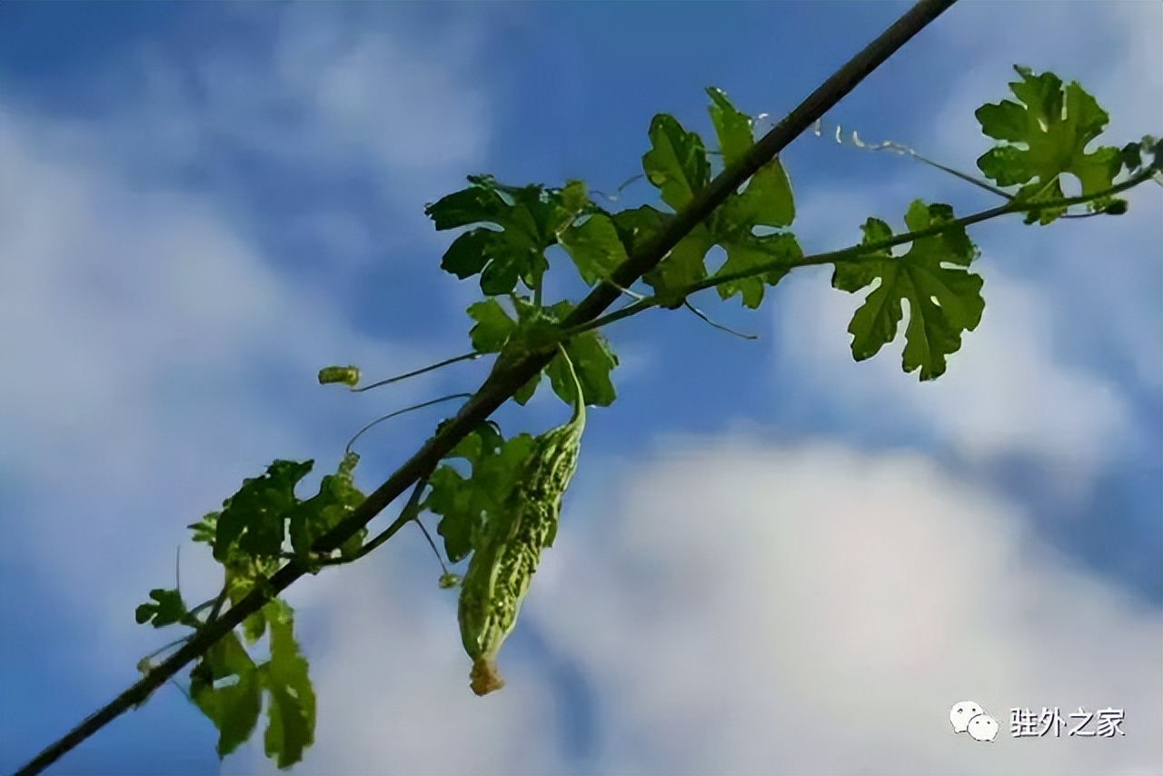 驻外人的“花花世界”——且看菜园变花园