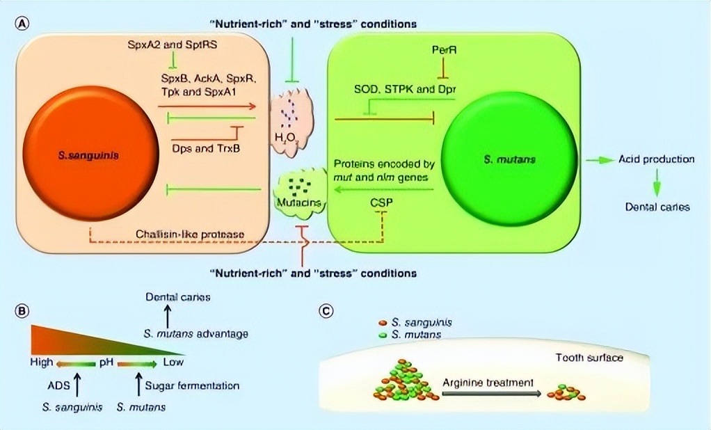 克罗恩病诊断病例,克罗恩肠道菌群移植术全过程