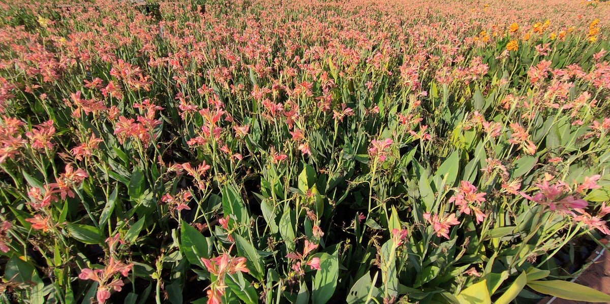 深圳休闲好玩的景点,深圳周末游玩好去处免费