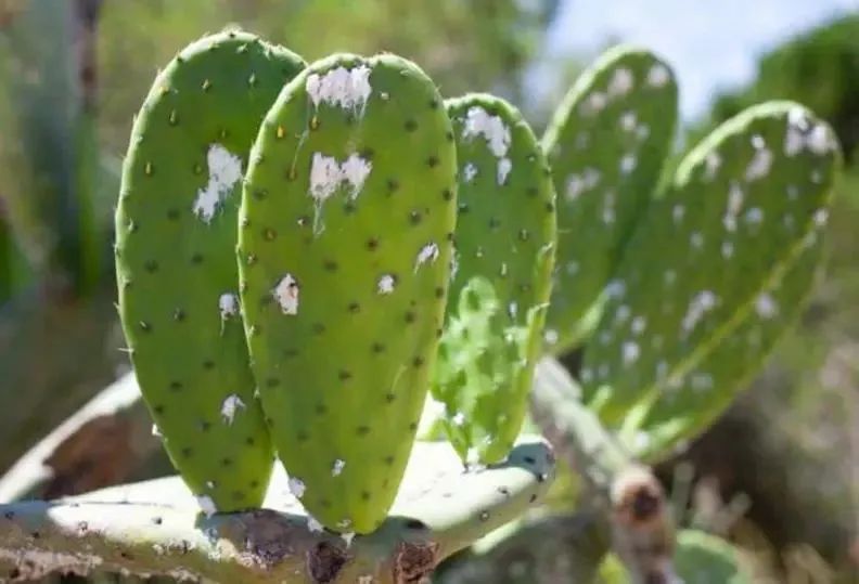 什么植物最爱招蚧壳虫,蚧壳虫会把绿植主干危害成啥样子