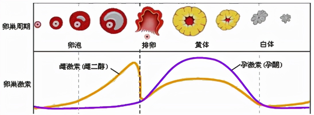 怕ta不来，又怕ta乱来！女生关于月经那点事儿