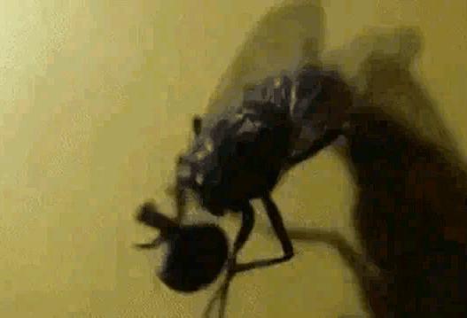 十年不吃不动还能存活的动物,可能还幸存的十大动物