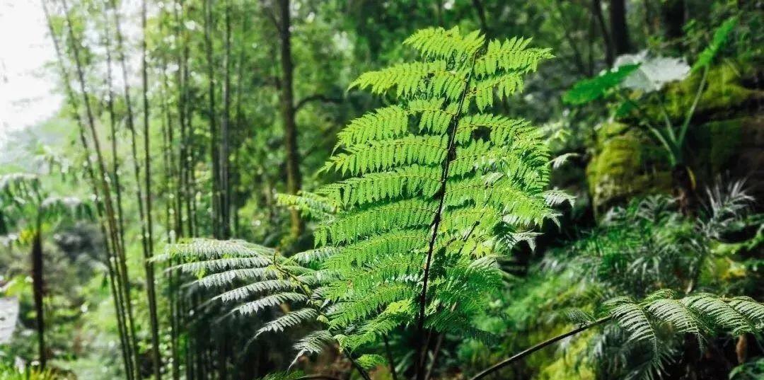 都江堰熊猫谷里的国宝,都江堰市大熊猫国家公园