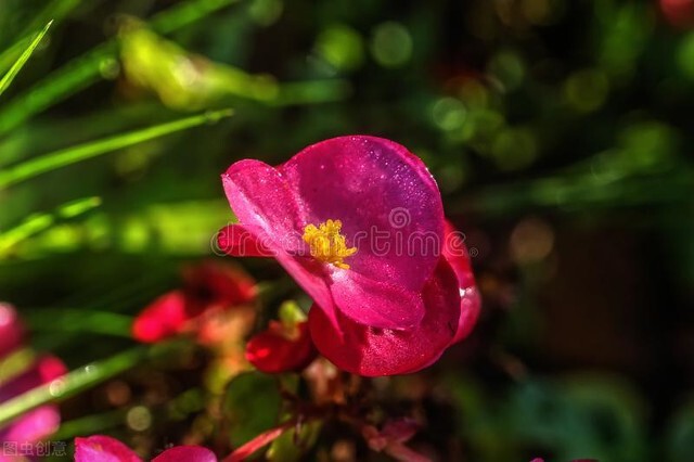室内种植四季海棠,四季海棠夏季怎么养活