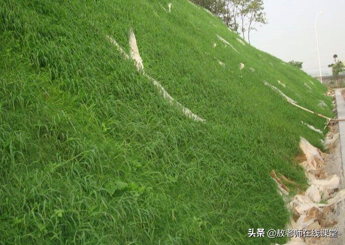 景观园林设计草坪作用,草坪景观设计原则