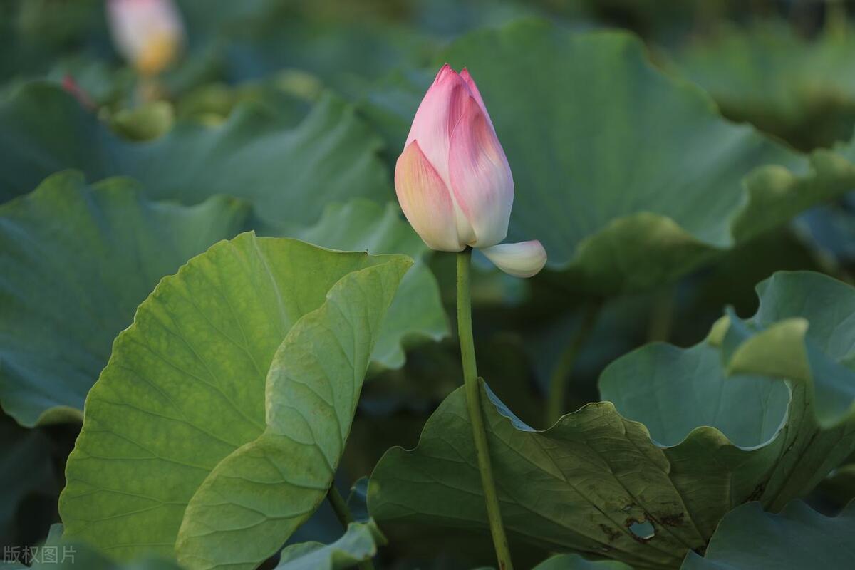 从广州佛山出发的旅游攻略,广州鹤山市旅游
