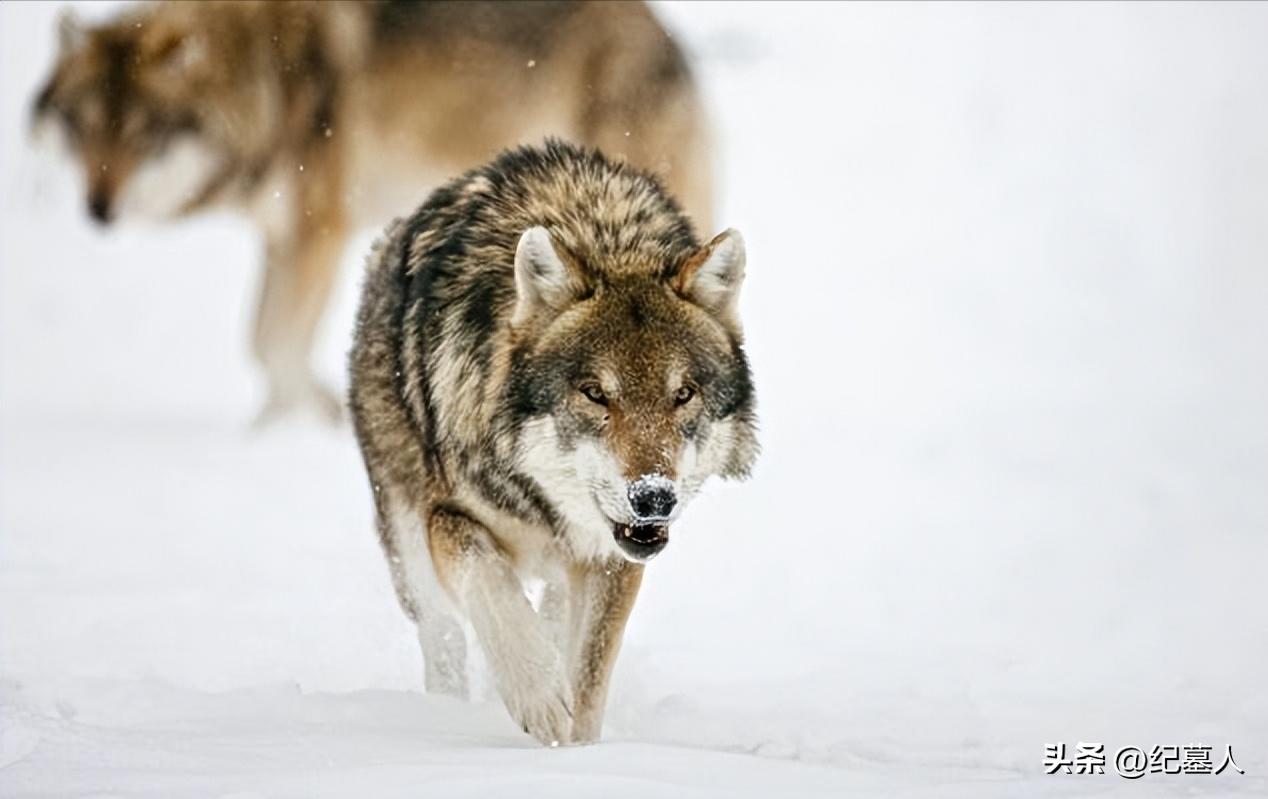 64年勘测队遭遇凶猛狼群，战士心软投喂食物，头狼带群狼前来报恩