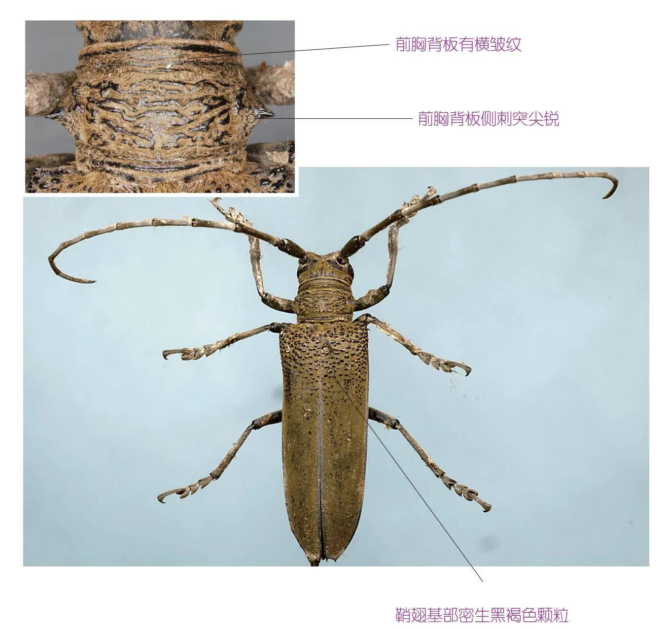 30种可以吃且美味的虫子图,33种昆虫图片大全