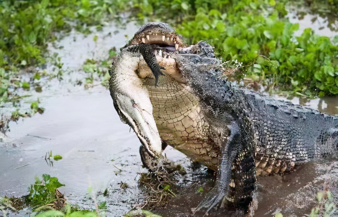 一条巨鳄被开膛破肚,胃里发现一堆遗物,解开了24年前的一个谜团