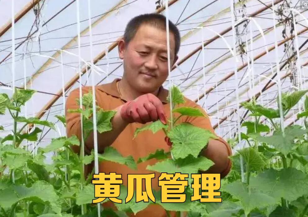 黄瓜的化瓜现象,黄瓜化瓜怎么办