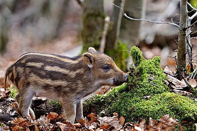 瀹夊窘鎬簨姣嶇尓鐢熶笅閲庣尓,鍐滄潙姣嶇尓浜т笅濂囩壒鐢熺墿
