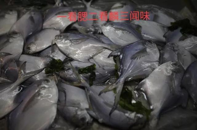 怎么样判断鲳鱼新不新鲜,如何分辨鲳鱼新鲜程度