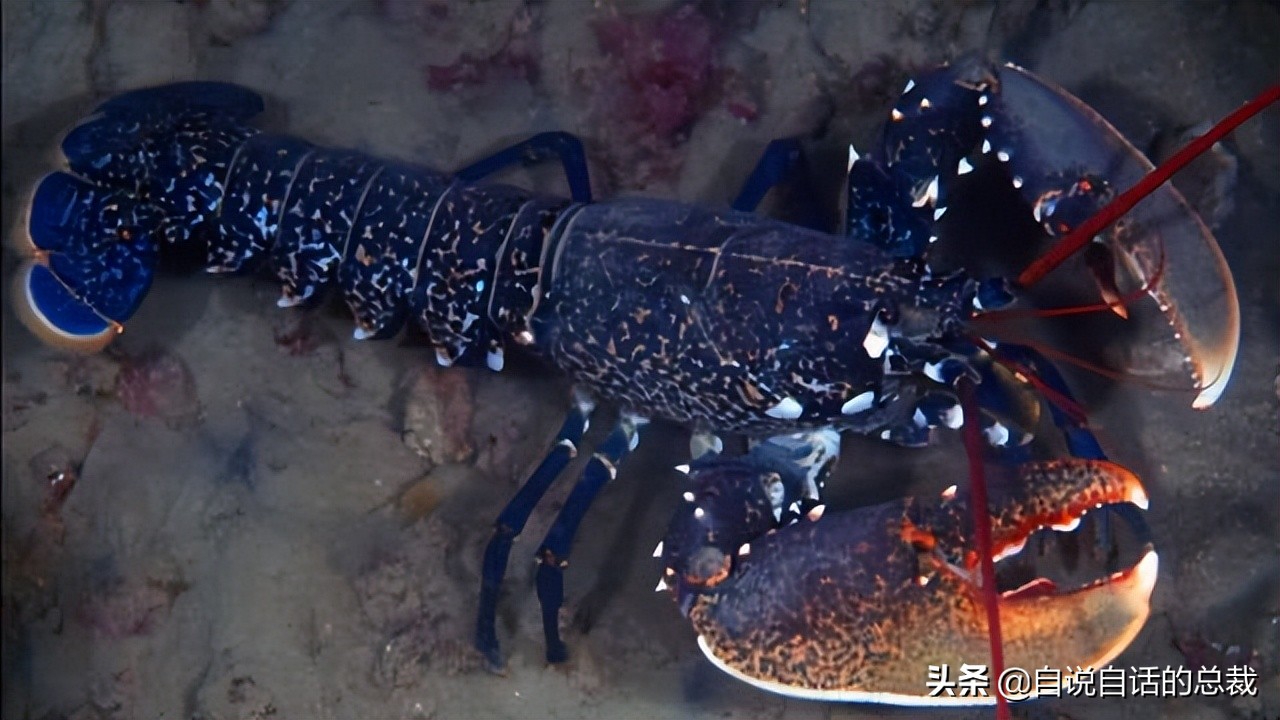 龙虾青龙和花龙区别,龙虾也是生物为什么我们要吃它