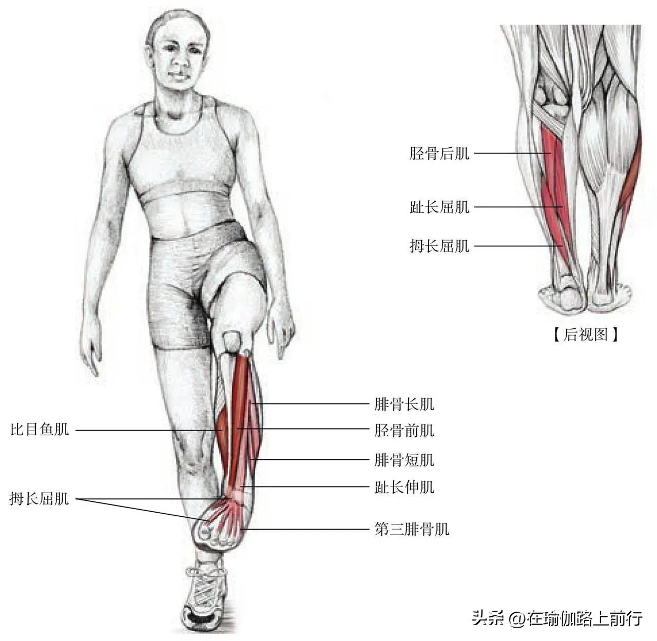 胫束拉伸的正确步骤,髌胫束拉伸