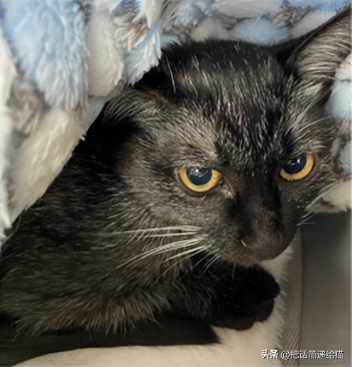 为什么猫咪养着养着就瘦了,猫咪为什么养着养着就发黄了