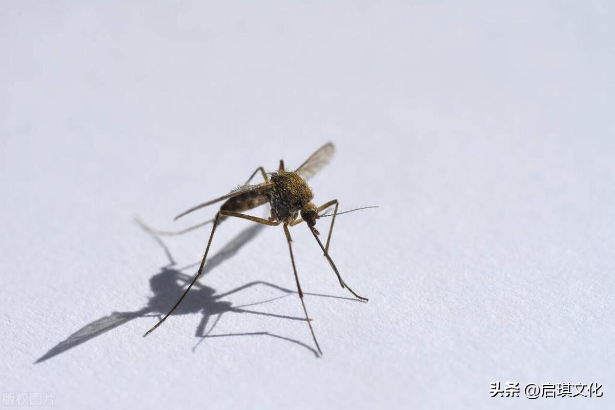 蚊子太多最有效的土方法,一招就能让家里的蚊子再也没有了