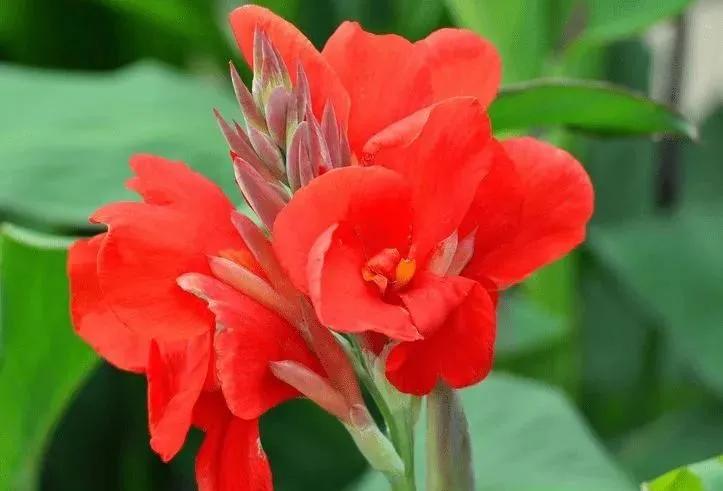 亭亭玉立一一艳艳的美人蕉（散文）