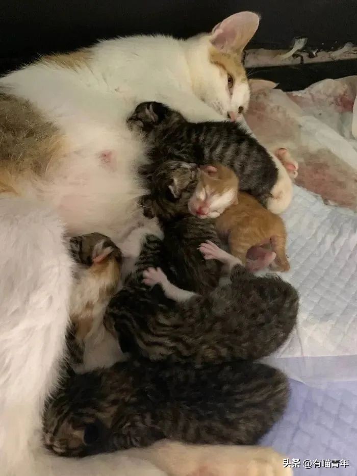 猫咪在交配的时候，究竟爽不爽？