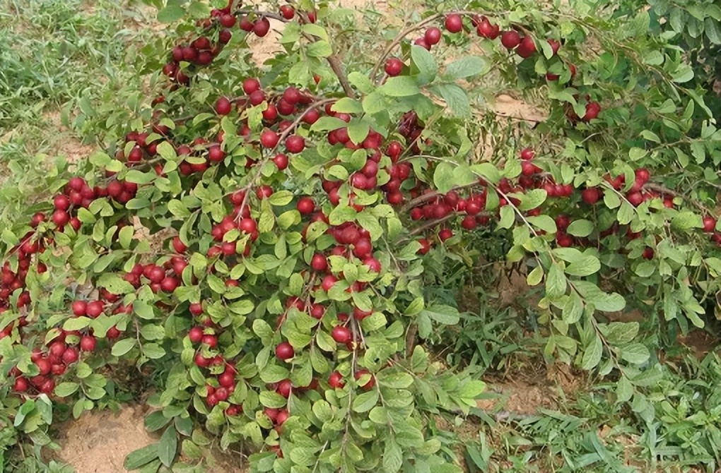 6种野果,5种你从来没见过的水果
