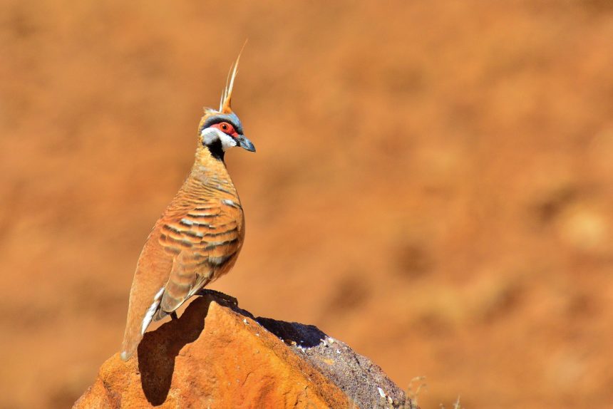 关于鸽子的15个冷知识,小鸽子小常识
