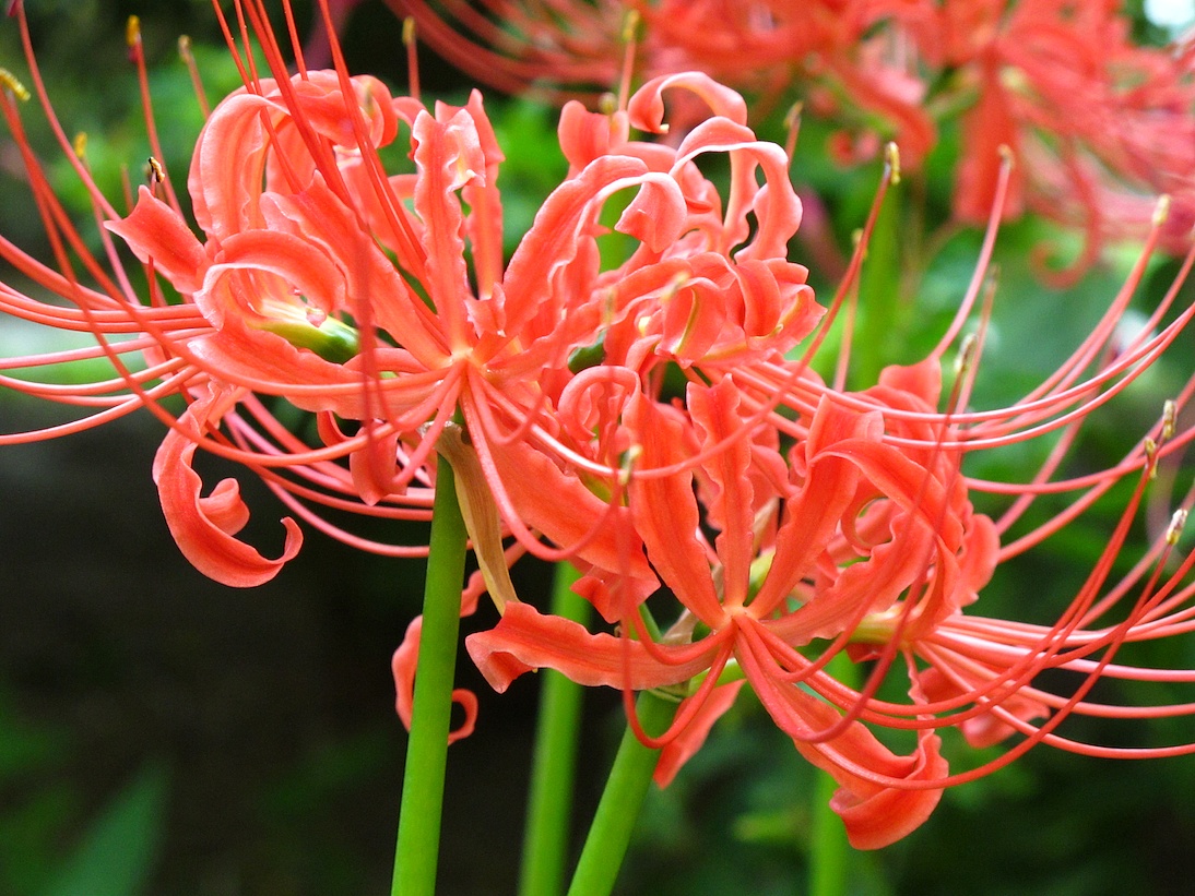家庭不宜养的十大不吉利花,哪四种不吉祥的花不能在家养