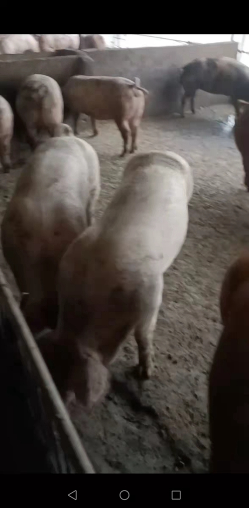 廖老板生意好吗,种养循环农业新模式项目靠谱吗