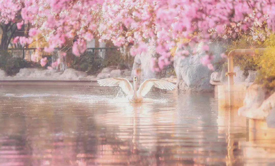 关于春水的诗句古诗大全,桃花春水梨园秋月