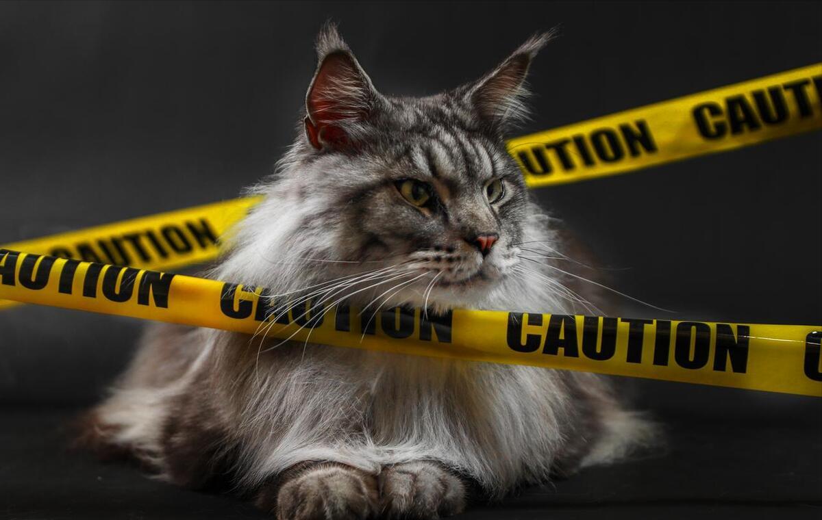 养猫我劝你养中华狸花猫,养巨型缅因猫的感受