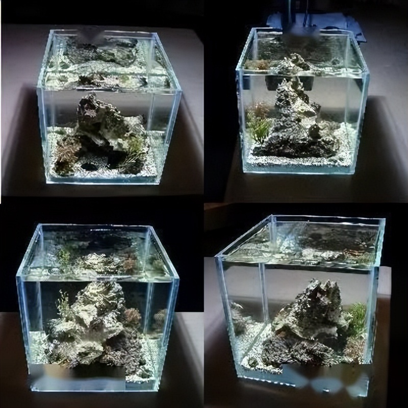 海水珊瑚缸鹦鹉螺,海水缸珊瑚视频大全