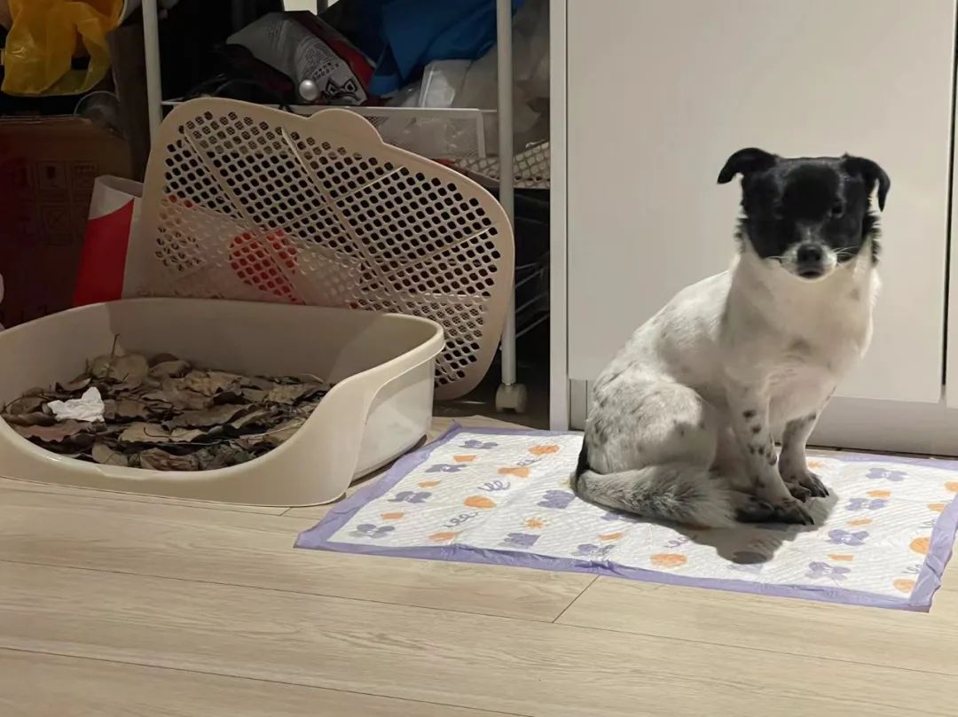 全国首个宠物方舱媒体评论,全国首个宠物方舱建成