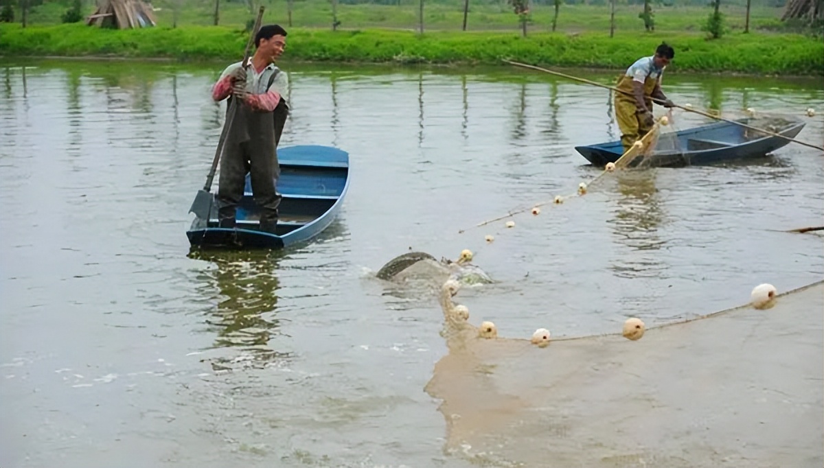 天气升温鱼缸水怎么变浑了,养殖户养鱼遇到水霉病