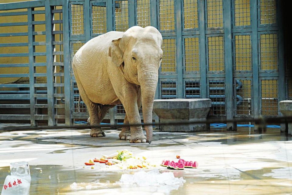 动物园开启防暑降温,动物园动物防暑降温
