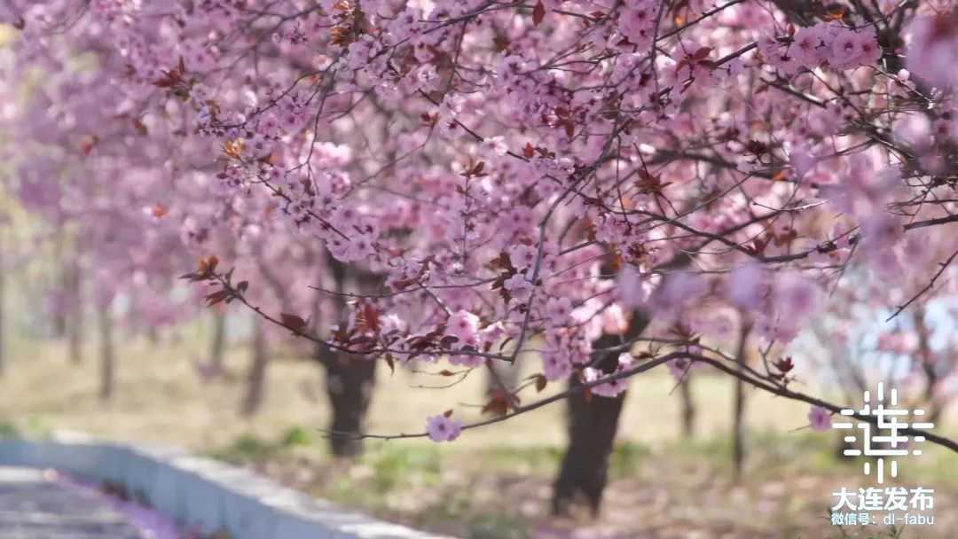 漫步大连,又是被“圈粉”的一天